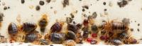 City Wide Bed Bug Control Sydney image 2